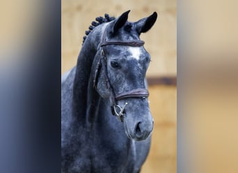 Meer warmbloeden, Merrie, 3 Jaar, 162 cm, Schimmel