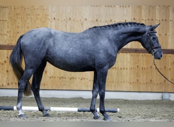 Meer warmbloeden, Merrie, 3 Jaar, 162 cm, Schimmel