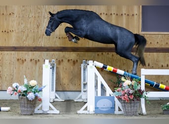 Meer warmbloeden, Merrie, 3 Jaar, 162 cm, Schimmel