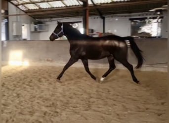 Meer warmbloeden, Merrie, 3 Jaar, 162 cm, Zwart