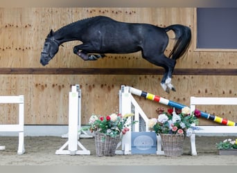 Meer warmbloeden, Merrie, 3 Jaar, 167 cm, Schimmel