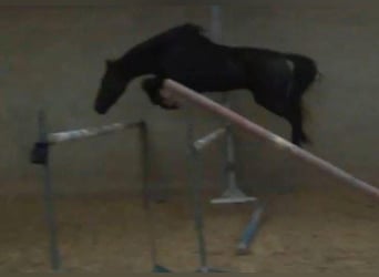 Meer warmbloeden, Merrie, 3 Jaar, 167 cm, Zwart