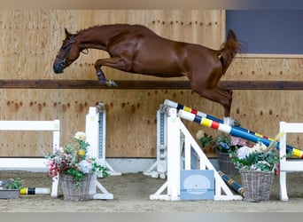 Meer warmbloeden, Merrie, 3 Jaar, 168 cm, Vos