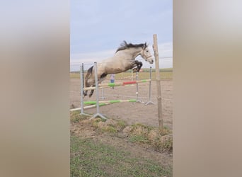 Meer warmbloeden, Merrie, 3 Jaar, 170 cm, Wit
