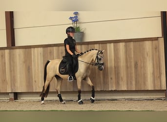 Meer warmbloeden, Merrie, 4 Jaar, 126 cm, Buckskin