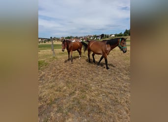 Meer warmbloeden Mix, Merrie, 4 Jaar, 152 cm, Bruin
