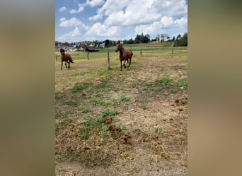 Meer warmbloeden Mix, Merrie, 4 Jaar, 152 cm, Bruin