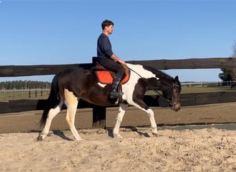 Meer warmbloeden Mix, Merrie, 4 Jaar, 155 cm, Gevlekt-paard