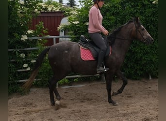 Meer warmbloeden, Merrie, 4 Jaar, 155 cm, Zwartschimmel