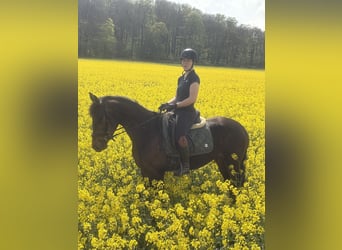 Meer warmbloeden, Merrie, 4 Jaar, 158 cm, Donkerbruin