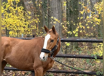 Meer warmbloeden, Merrie, 4 Jaar, 158 cm, Vos