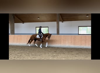 Meer warmbloeden, Merrie, 4 Jaar, 158 cm, Vos