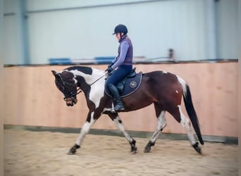Meer warmbloeden, Merrie, 4 Jaar, 159 cm, Gevlekt-paard
