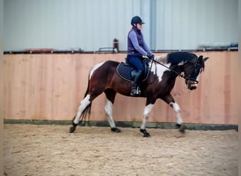 Meer warmbloeden, Merrie, 4 Jaar, 159 cm, Gevlekt-paard