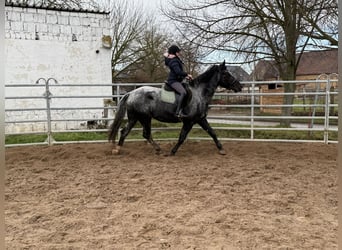 Meer warmbloeden, Merrie, 4 Jaar, 160 cm, Blauwschimmel