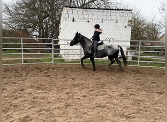 Meer warmbloeden, Merrie, 4 Jaar, 160 cm, Blauwschimmel