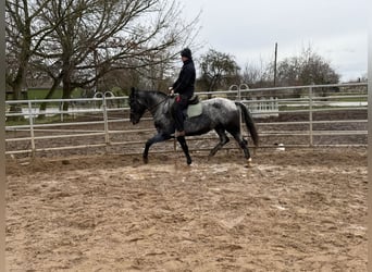 Meer warmbloeden, Merrie, 4 Jaar, 160 cm, Blauwschimmel