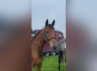 Weitere Warmblüter, Stute, 4 Jahre, 160 cm, Rotbrauner