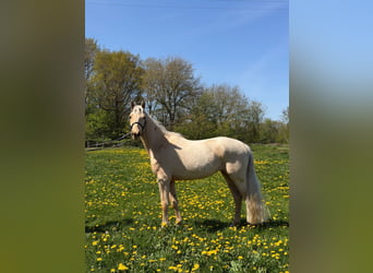 Meer warmbloeden, Merrie, 4 Jaar, 162 cm, Palomino