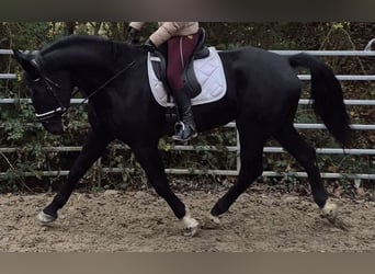 Meer warmbloeden, Merrie, 4 Jaar, 162 cm, Zwart