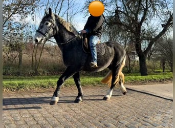 Meer warmbloeden, Merrie, 4 Jaar, 163 cm, Appelschimmel