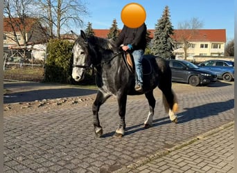 Meer warmbloeden, Merrie, 4 Jaar, 163 cm, Appelschimmel