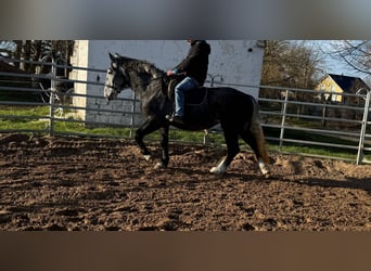 Meer warmbloeden, Merrie, 4 Jaar, 163 cm, Appelschimmel