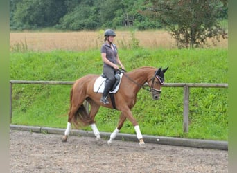 Meer warmbloeden, Merrie, 4 Jaar, 163 cm, Donkere-vos