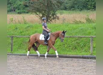 Meer warmbloeden, Merrie, 4 Jaar, 163 cm, Donkere-vos