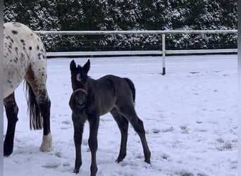 Meer warmbloeden, Merrie, 4 Jaar, 164 cm, Appaloosa