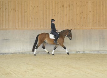 Meer warmbloeden, Merrie, 4 Jaar, 164 cm, Lichtbruin