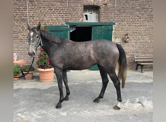 Meer warmbloeden, Merrie, 4 Jaar, 164 cm, Schimmel