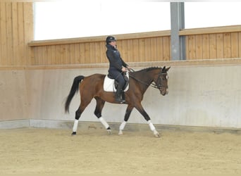 Meer warmbloeden, Merrie, 4 Jaar, 165 cm, Bruin