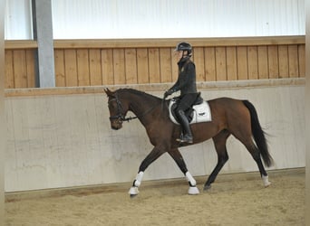 Meer warmbloeden, Merrie, 4 Jaar, 165 cm, Bruin