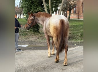 Meer warmbloeden, Merrie, 4 Jaar, 165 cm, Roan-Red