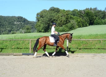 Meer warmbloeden, Merrie, 4 Jaar, 166 cm, Bruin
