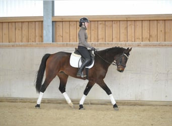 Meer warmbloeden, Merrie, 4 Jaar, 167 cm, Bruin