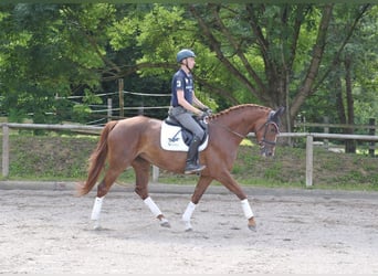 Meer warmbloeden, Merrie, 4 Jaar, 167 cm, Vos