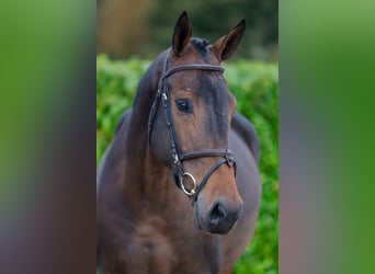 Meer warmbloeden, Merrie, 4 Jaar, 169 cm, Bruin