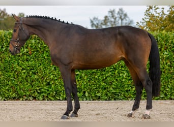 Meer warmbloeden, Merrie, 4 Jaar, 169 cm, Bruin