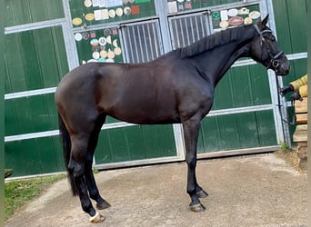 Meer warmbloeden, Merrie, 4 Jaar, 170 cm, Zwart