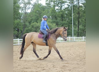 Meer warmbloeden Mix, Merrie, 4 Jaar, 172 cm, Buckskin