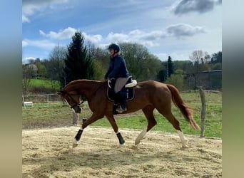 Meer warmbloeden, Merrie, 4 Jaar, 177 cm, Vos
