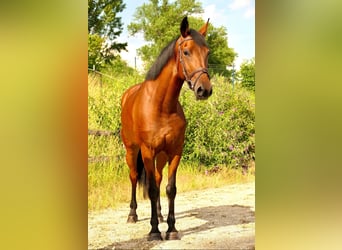 Meer warmbloeden, Merrie, 5 Jaar, 152 cm, Bruin