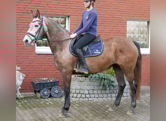 Meer warmbloeden, Merrie, 5 Jaar, 155 cm, Brown Falb schimmel