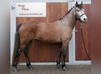Meer warmbloeden, Merrie, 5 Jaar, 155 cm, Brown Falb schimmel