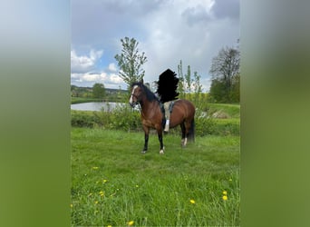 Meer warmbloeden, Merrie, 5 Jaar, 155 cm, Donkere-vos