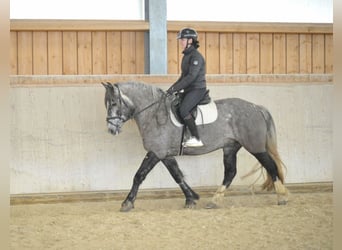 Meer warmbloeden, Merrie, 5 Jaar, 155 cm, Schimmel