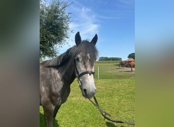 Meer warmbloeden, Merrie, 5 Jaar, 158 cm, Blauwschimmel