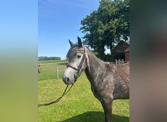 Meer warmbloeden, Merrie, 5 Jaar, 158 cm, Blauwschimmel